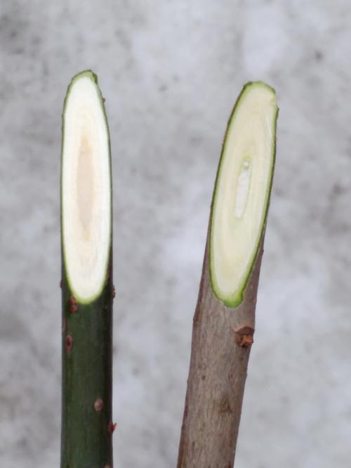 Какие навыки необходимы для успешной подготовки черенков. Высший пилотаж. 5 шагов к успешной прививке черенками