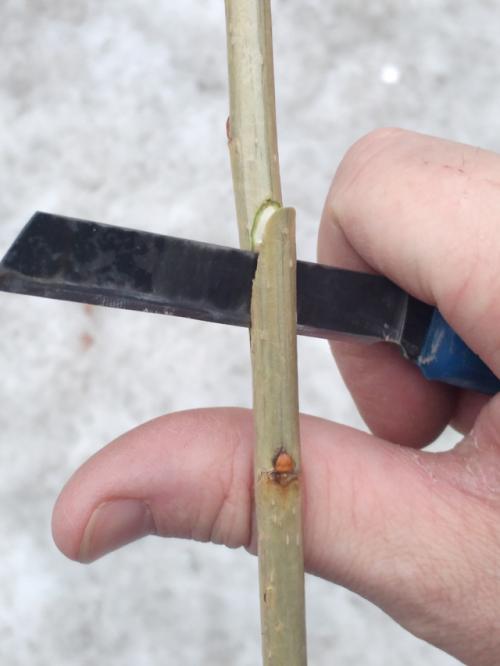 Какие навыки необходимы для успешной подготовки черенков. Высший пилотаж. 5 шагов к успешной прививке черенками