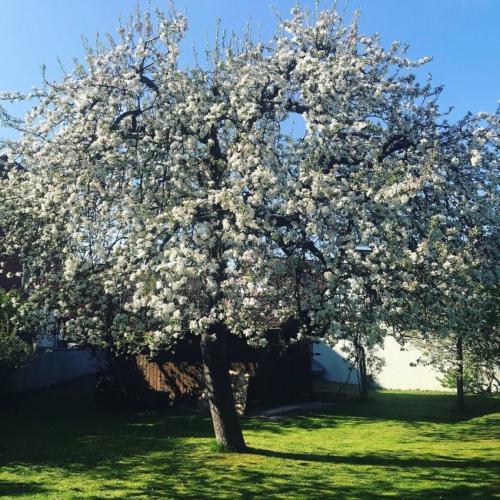 Какие деревья посадить на участке, приметы. Какие деревья можно сажать возле дома