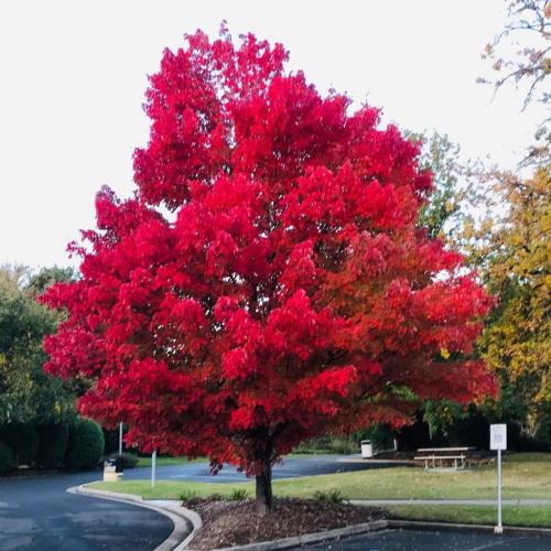 Какие деревья посадить на участке, приметы. Какие деревья можно сажать возле дома