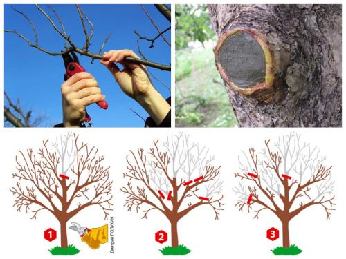 Омолаживающая обрезка плодовых деревьев. Омолаживающая обрезка деревьев