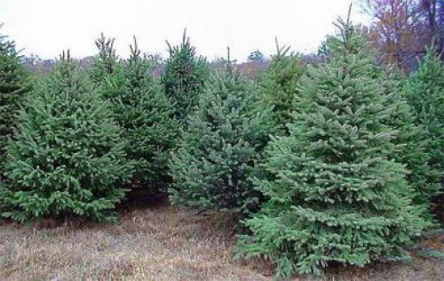 Какие деревья посадить на участке, приметы. Какие деревья можно сажать возле дома