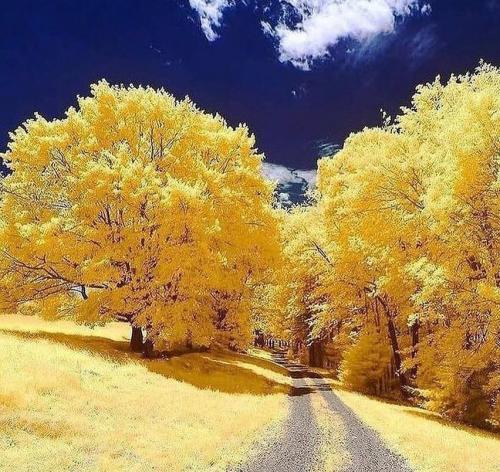 Какие деревья посадить на участке, приметы. Какие деревья можно сажать возле дома