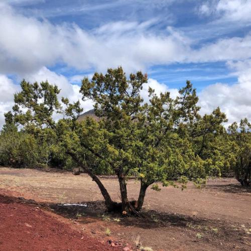 Какие деревья посадить на участке, приметы. Какие деревья можно сажать возле дома