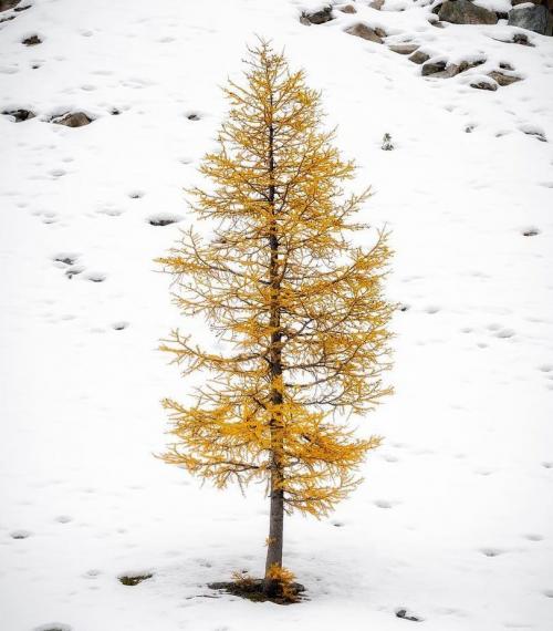 Какие деревья посадить на участке, приметы. Какие деревья можно сажать возле дома