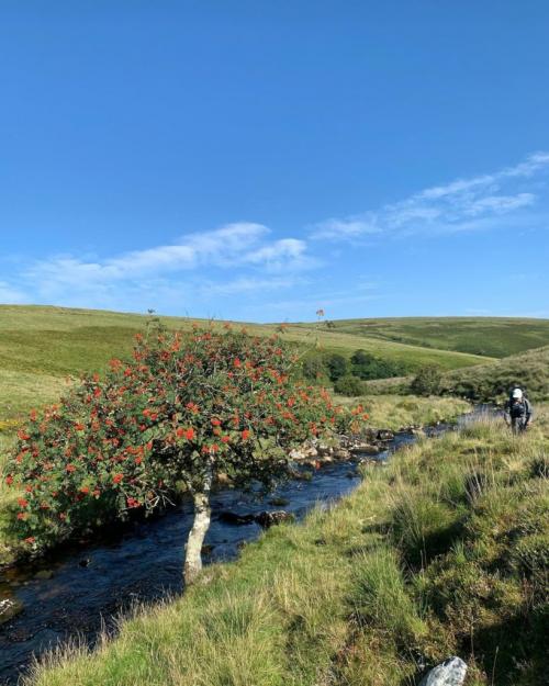 Какие деревья посадить на участке, приметы. Какие деревья можно сажать возле дома