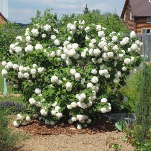 Какие деревья посадить на участке, приметы. Какие деревья можно сажать возле дома