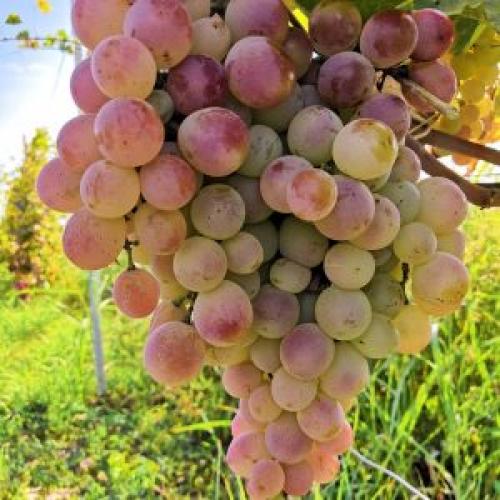 Сезон винограда в казахстане. Когда происходит созревание ягод винограда