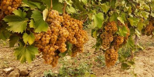 Сезон винограда в казахстане. Когда происходит созревание ягод винограда