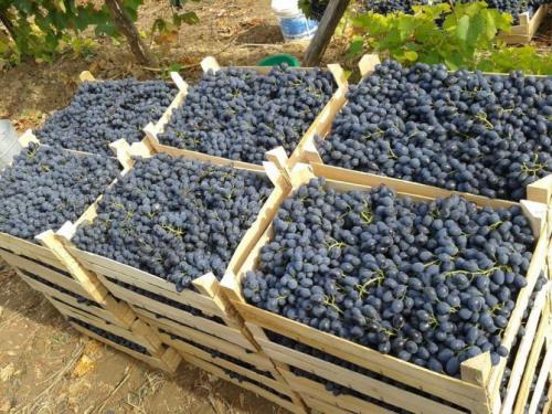 Сбор винограда после заморозков. Как сохранить дикие дрожжи?