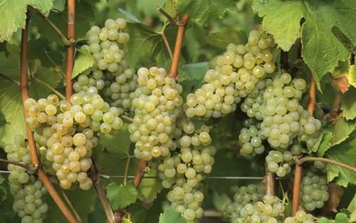 Когда собирают виноград и как определить его спелость на кусте. Сроки в зависимости от сорта