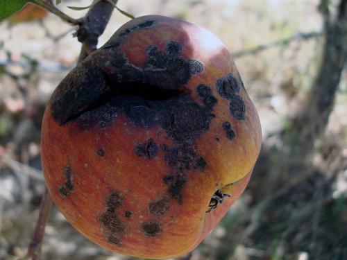 Чем обработать грушу от парши осенью. Парша на груше