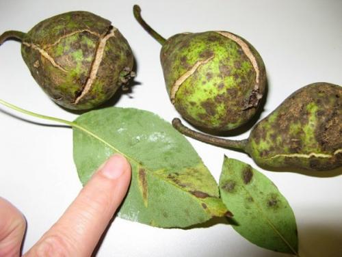 Чем обработать грушу от парши. Лечение груши от парши 02 Чем обработать грушу от парши. Лечение груши от парши 02