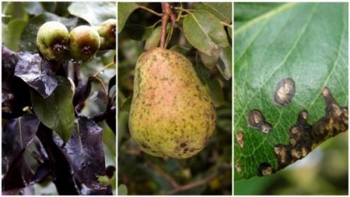 Чем обработать грушу от парши. Лечение груши от парши 01 Чем обработать грушу от парши. Лечение груши от парши 01