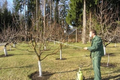 Чем обработать грушу от парши. Лечение груши от парши 06 Чем обработать грушу от парши. Лечение груши от парши 06