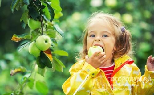 Защита яблони от вредителей и болезней. Общие рекомендации