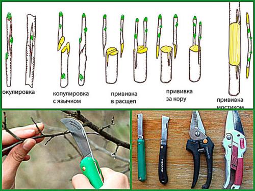 Весенняя прививка деревьев: основы и секреты 01