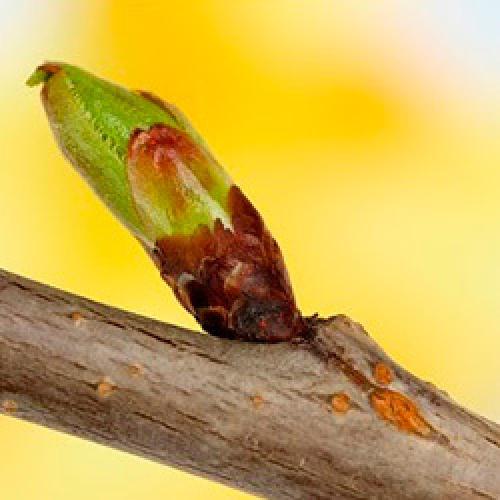 Какие существуют методы прививки деревьев. Садовые прививки деревьев. Окулировка и копулировка