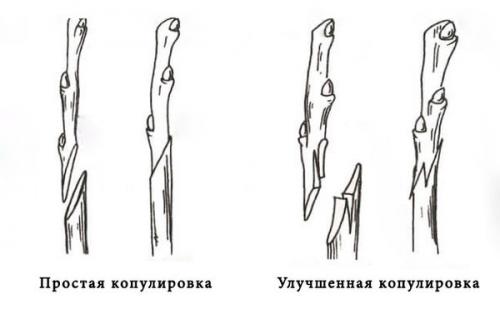 Какие существуют методы прививки деревьев. Садовые прививки деревьев. Окулировка и копулировка