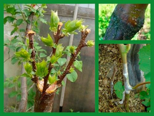 Весенняя прививка деревьев: основы и секреты 02