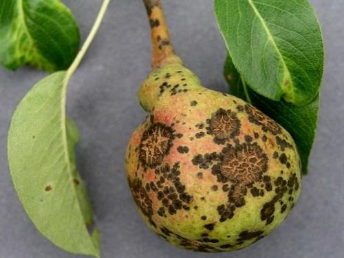 Самые опасные болезни груши. Болезни груш — сажистый грибок 04