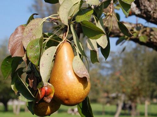 Самые опасные болезни груши. Болезни груш — сажистый грибок 02