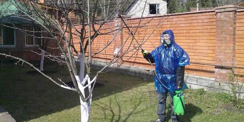 Болезни груши чернеют листья. Чернеют кончики листьев из-за парши