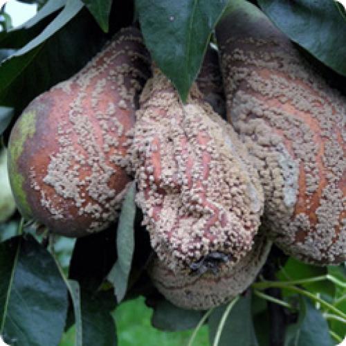 Болезни груши. ОСНОВНЫЕ БОЛЕЗНИ ГРУШИ И СПОСОБЫ ИХ ЛЕЧЕНИЯ