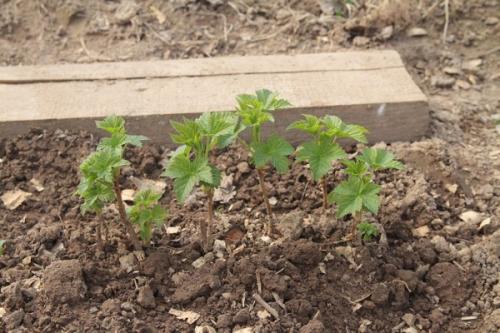 Размножение смородины черенками осенью. Размножение чёрной смородины черенкованием