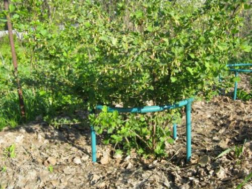 Способ вегетативного размножения крыжовника. Общие рекомендации