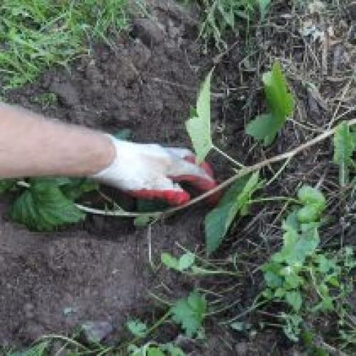 Размножение смородины отводками