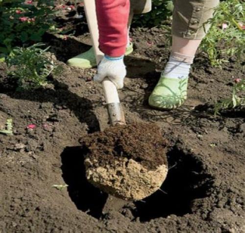 Способ вегетативного размножения крыжовника. Общие рекомендации