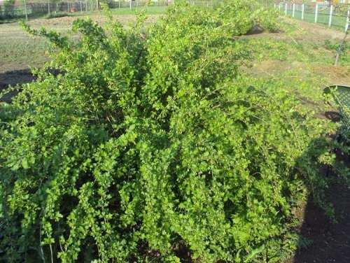 Способ вегетативного размножения крыжовника. Общие рекомендации