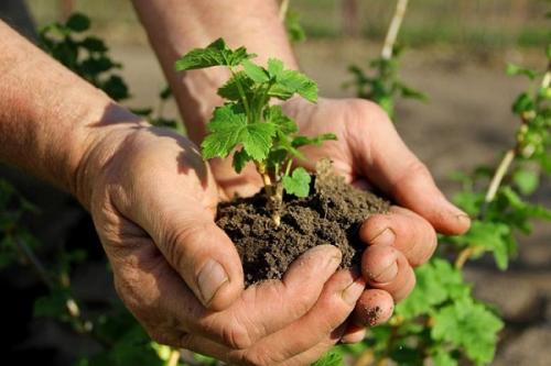 Размножение смородины черенками осенью. Размножение чёрной смородины черенкованием