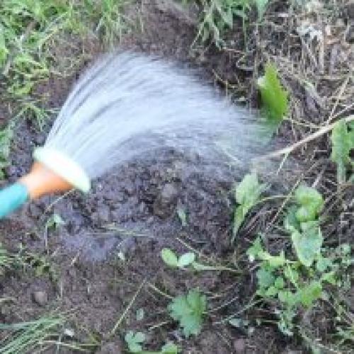 Размножение смородины отводками