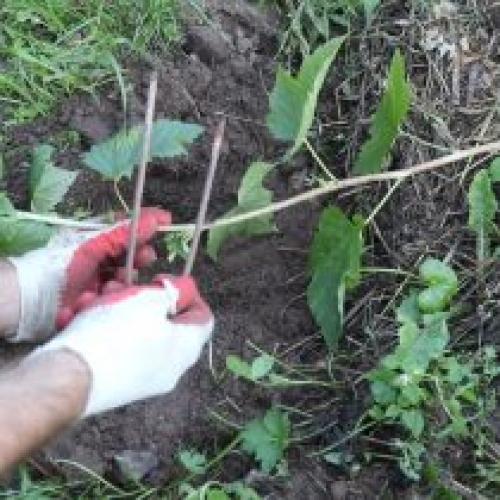 Размножение смородины отводками