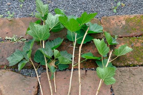 Размножение смородины черенками осенью. Размножение чёрной смородины черенкованием