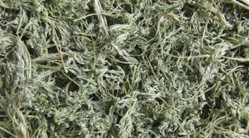 Как укрыть виноград на зиму. Подготовка винограда к укрытию