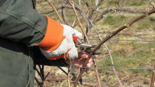 Как укрыть виноград на зиму. Подготовка винограда к укрытию