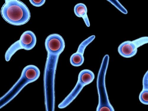 Как правильно привить яблоню: основные правила и советы 06