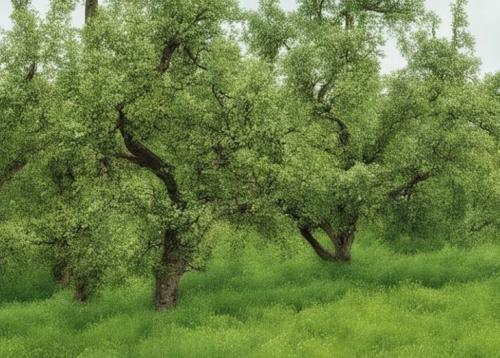 Как правильно привить яблоню: основные правила и советы 05