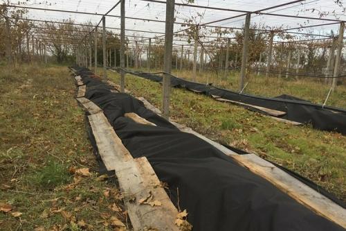 Как подготовить виноград к зиме на урале. Все способы укрытия винограда на зиму + сроки для каждого региона