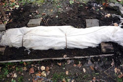 Как подготовить виноград к зиме на урале. Все способы укрытия винограда на зиму + сроки для каждого региона