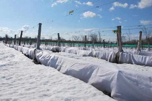 Как подготовить виноград к зиме на урале. Все способы укрытия винограда на зиму + сроки для каждого региона