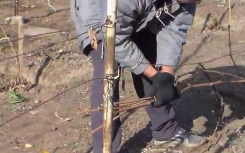 Подготовка винограда к зиме в Сибири. Правила зимовки винограда в Сибири