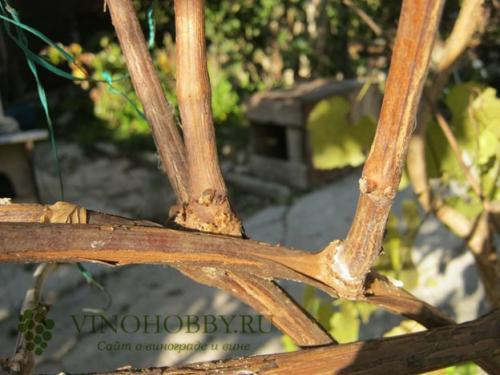 Как подготовить однолетний виноград к зиме. Осенняя обрезка лозы в зависимости от возраста виноградника