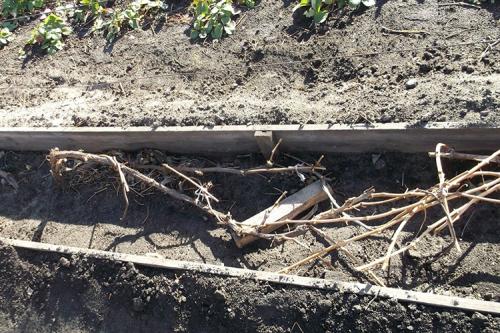 Как подготовить виноград к зиме на урале. Все способы укрытия винограда на зиму + сроки для каждого региона