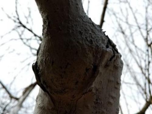 Зачем прививать яблоню на дичку. Зачем нужны прививки?