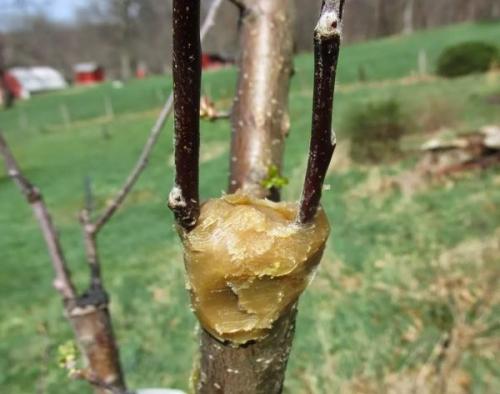 Как правильно привить яблоню на дичку: советы для начинающих 03