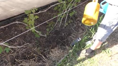 Навоз под виноград осенью. Как и чем правильно проводить подкормку винограда осенью